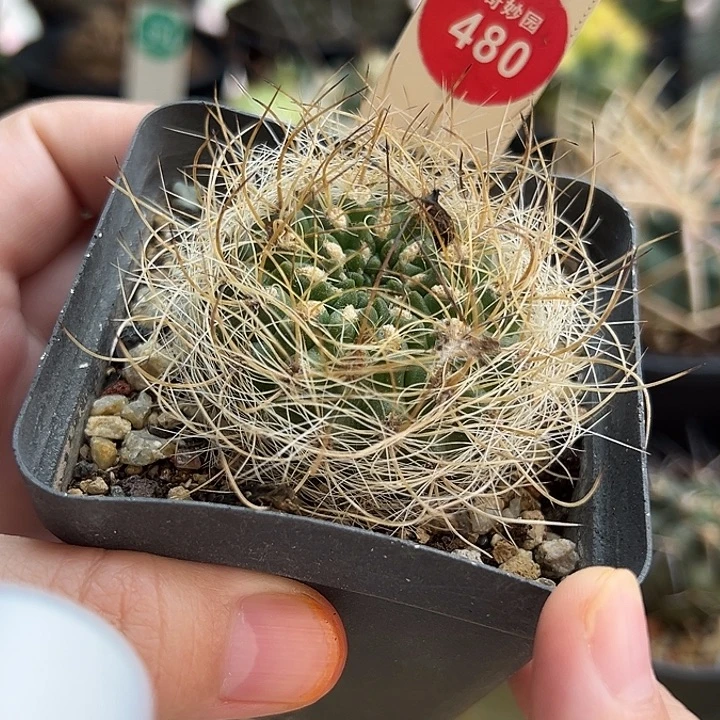 实生狂刺银翁玉4.5cm