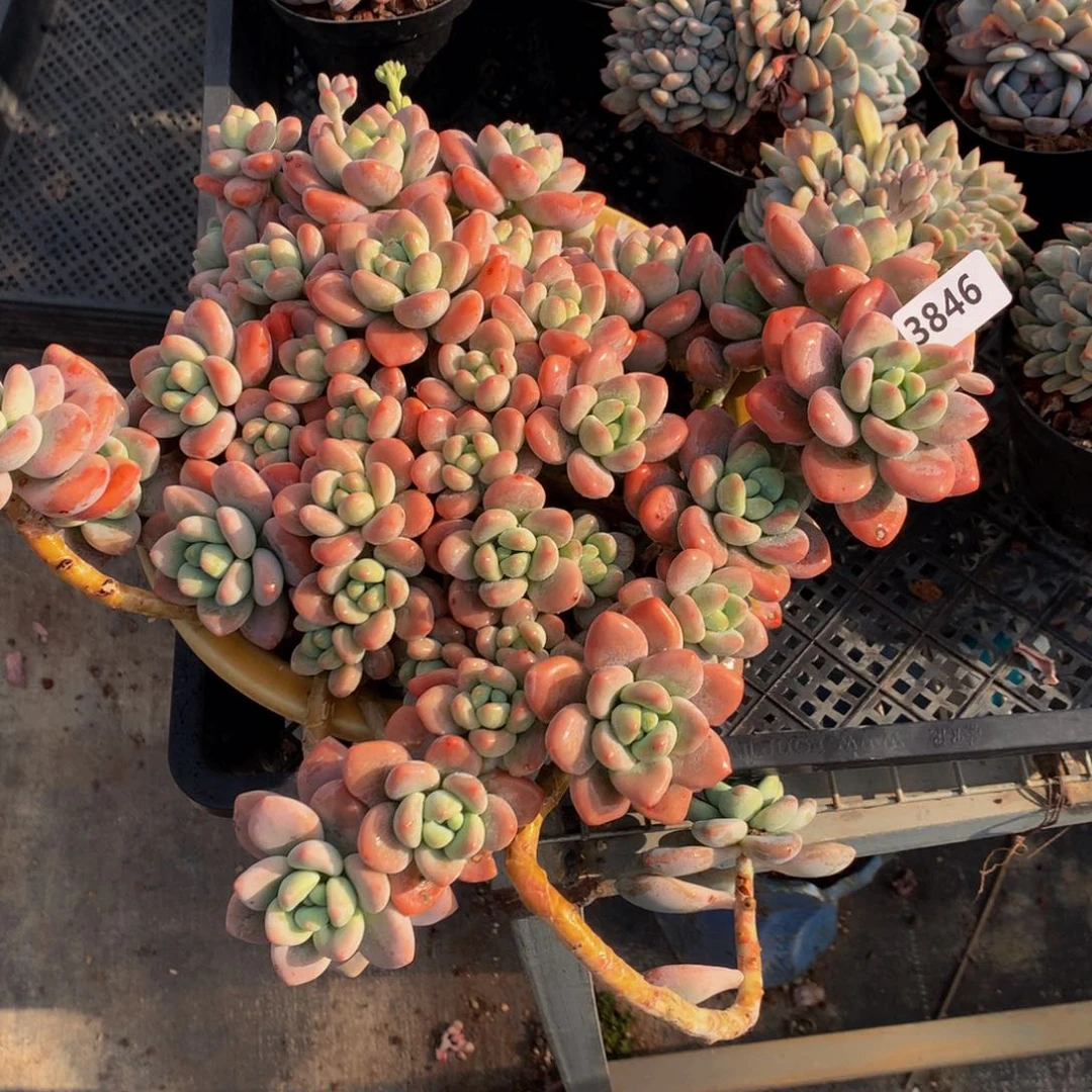 团*妈3846洛神嗯嗯嗯我想看