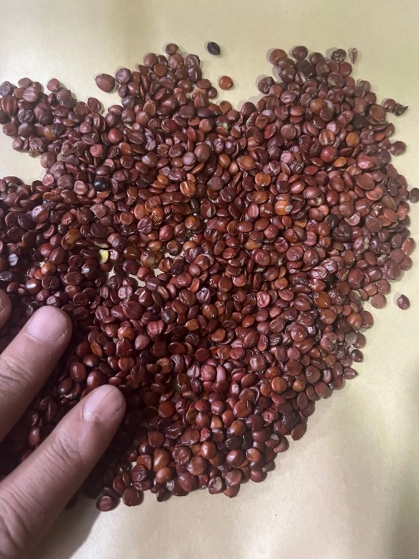 下山货酸枣仁100克起