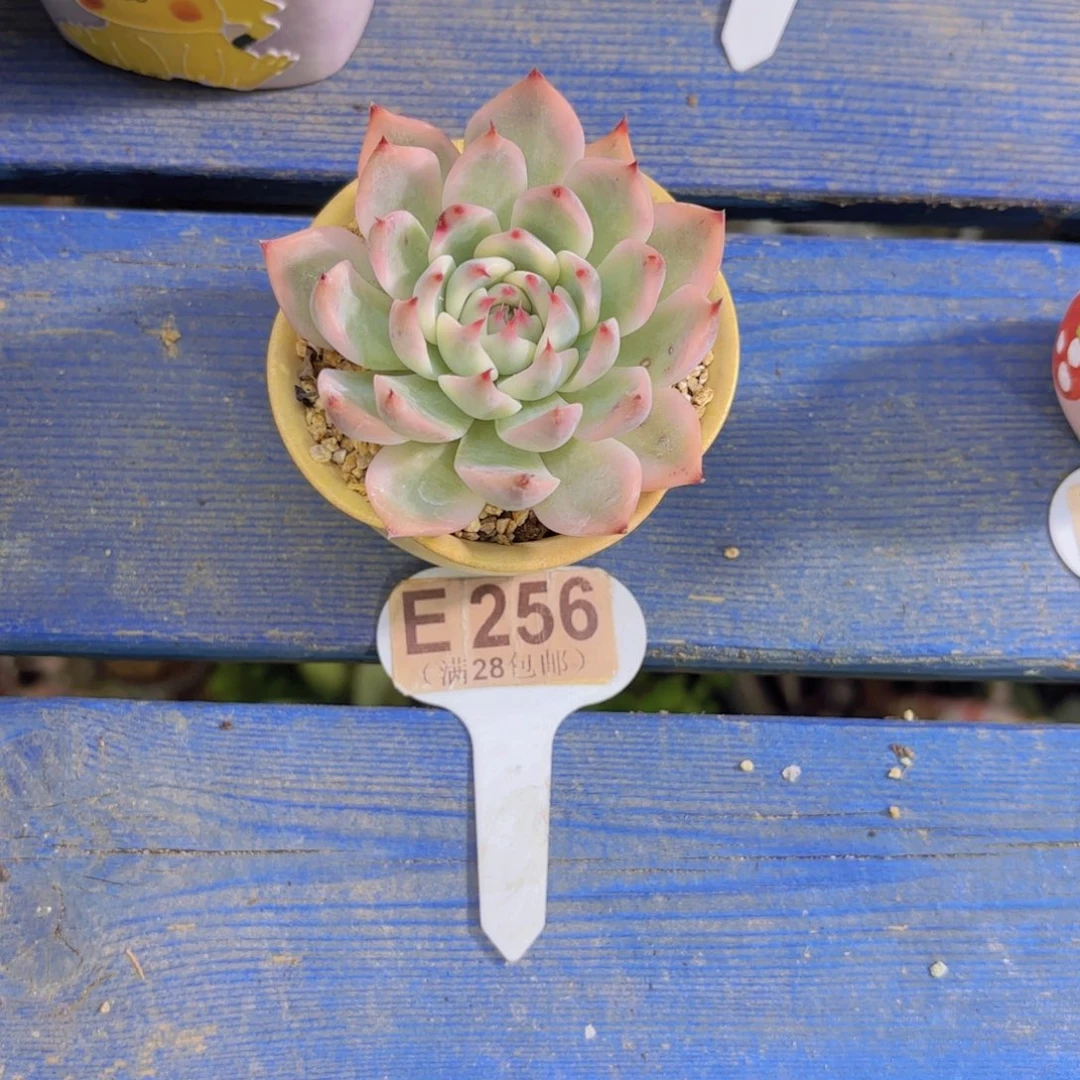 E256吉娃娃锦一物一拍