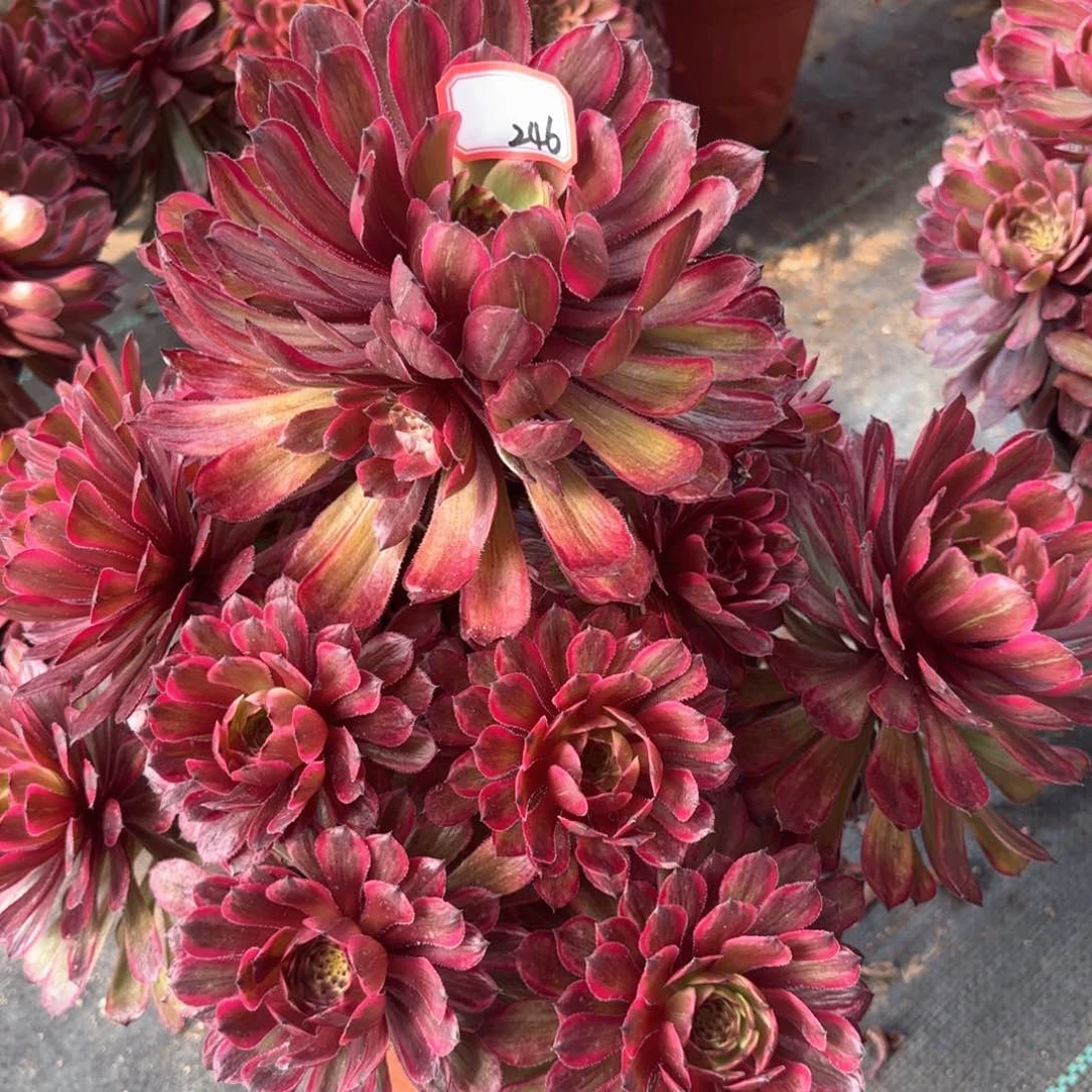 全部花朵246紫牡丹多肉植物