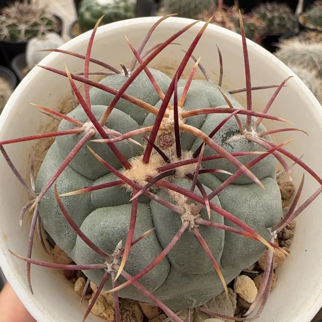 053实生太刺绯冠龙多肉5