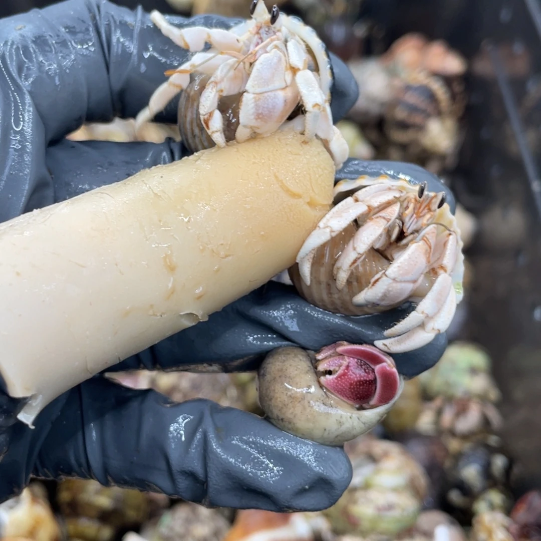 不退不换活体宠物153