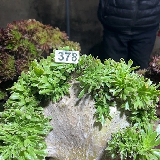 用***5多肉植物一个妖378