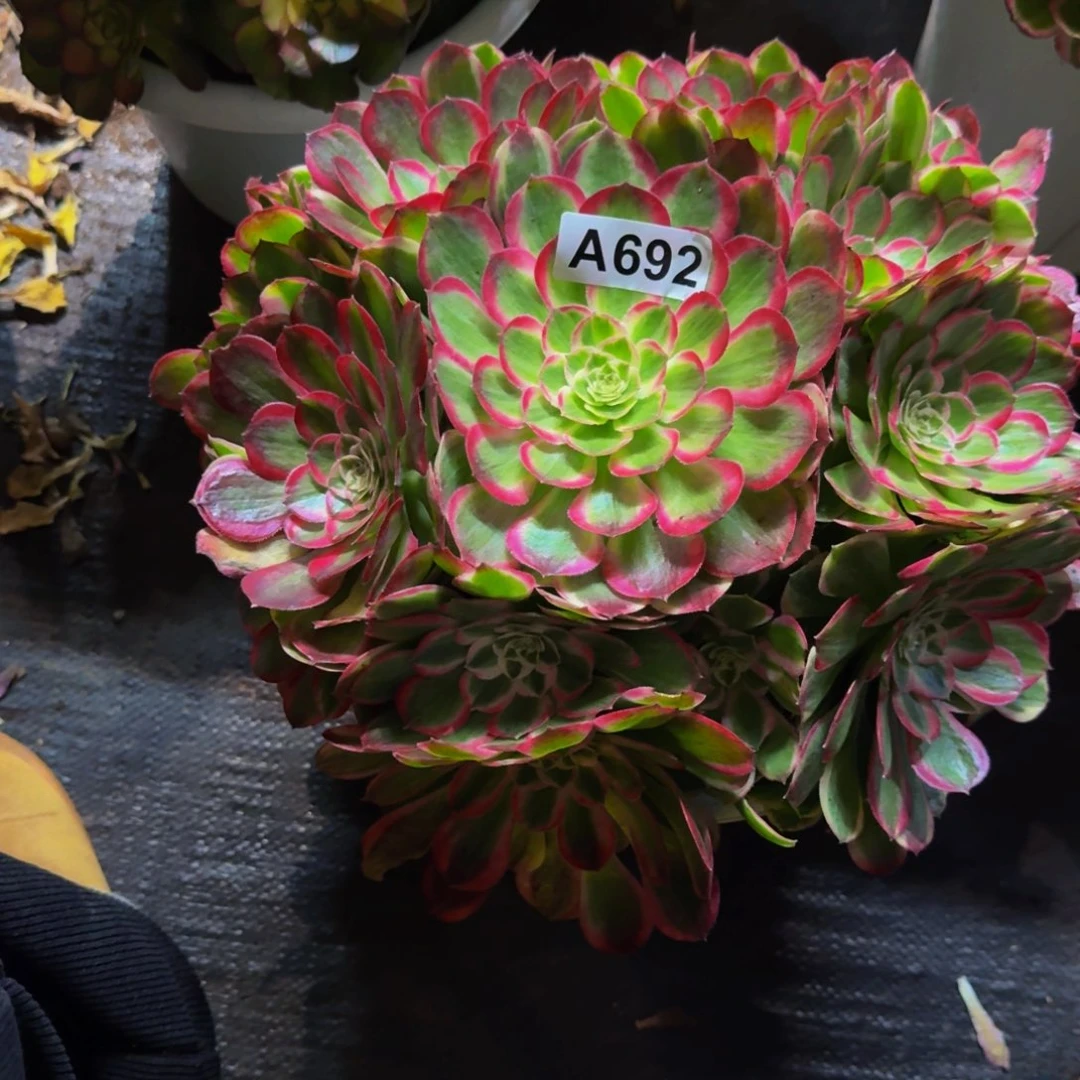 缘***0692多肉植物法师号