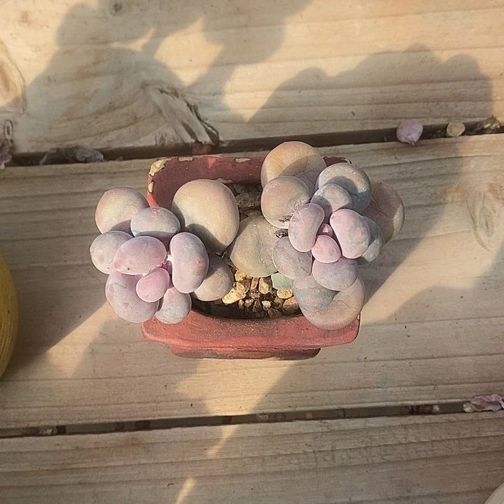 胭脂精品多肉奶酪008