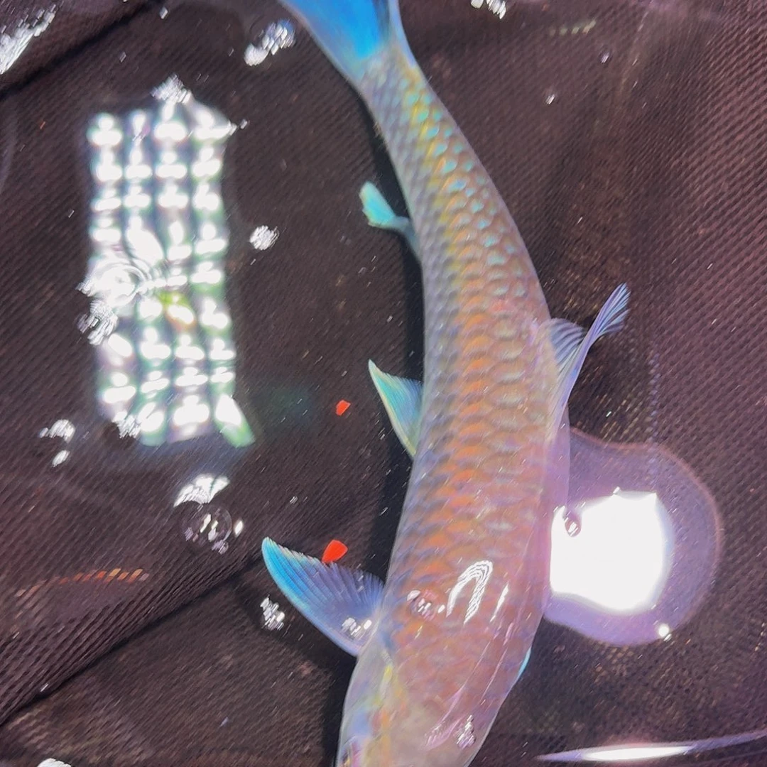 吉罗鱼异口异口异口