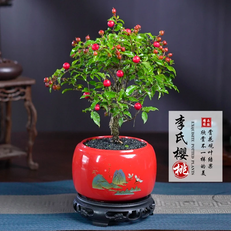 李氏樱桃姬樱桃盆景室内盆栽创意观花四季好养办公室桌面结果绿植