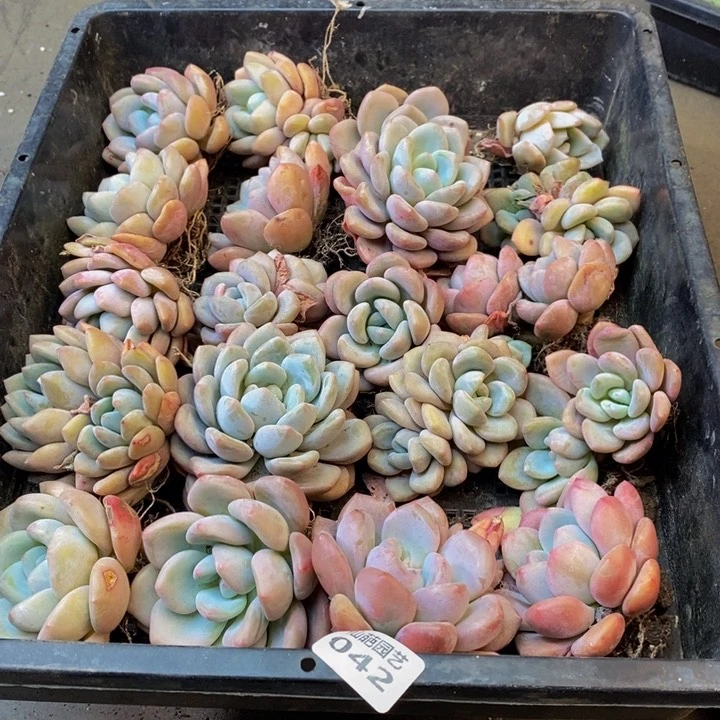 风*牛042多肉植物保护研究所所长助理研究员