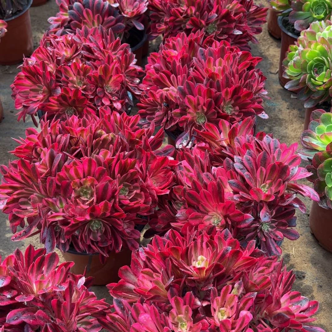 红铜鼓超白9.9绣球法师