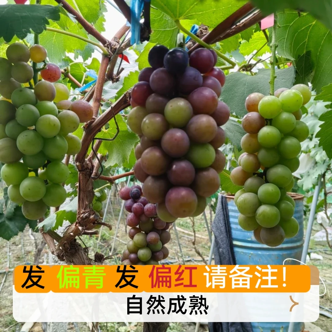 老式品种巨峰孕妇酸甜水果园现摘新鲜本地当季水果本地酸葡萄