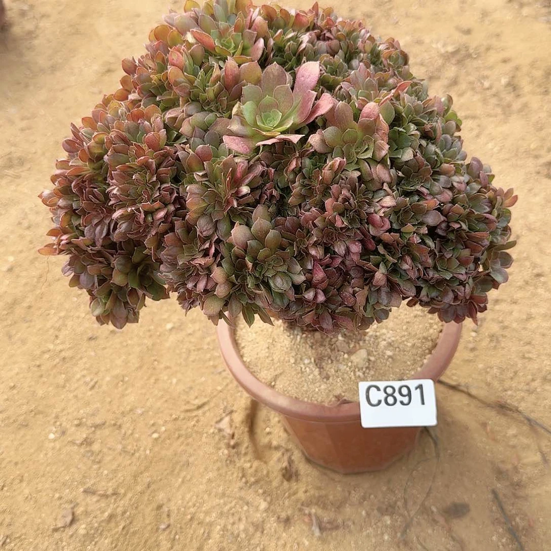 891玫瑰朵朵一颗呀呀