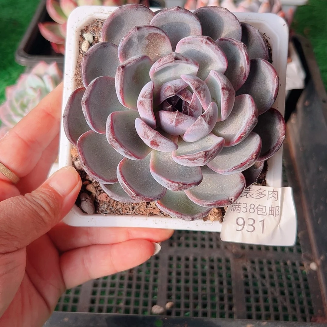 多肉一物一拍植物931