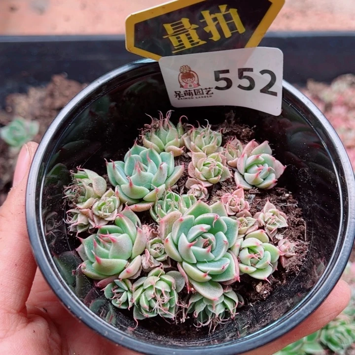 多肉植物多肉植物