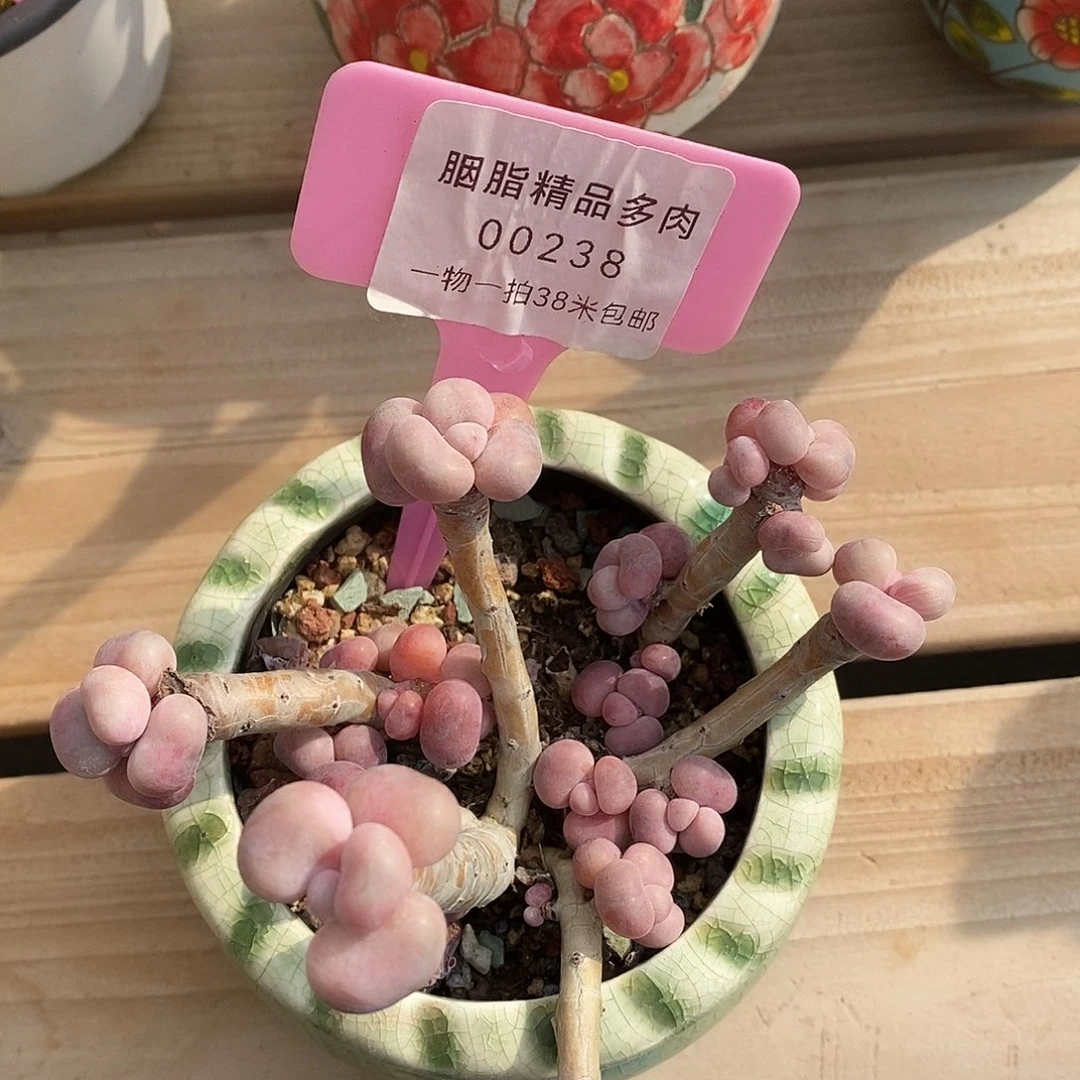 00238啊咯提莫欧阳小雨