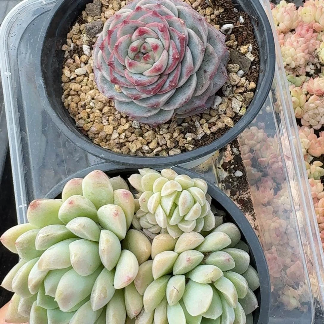 杂交新品珍妮多肉1475