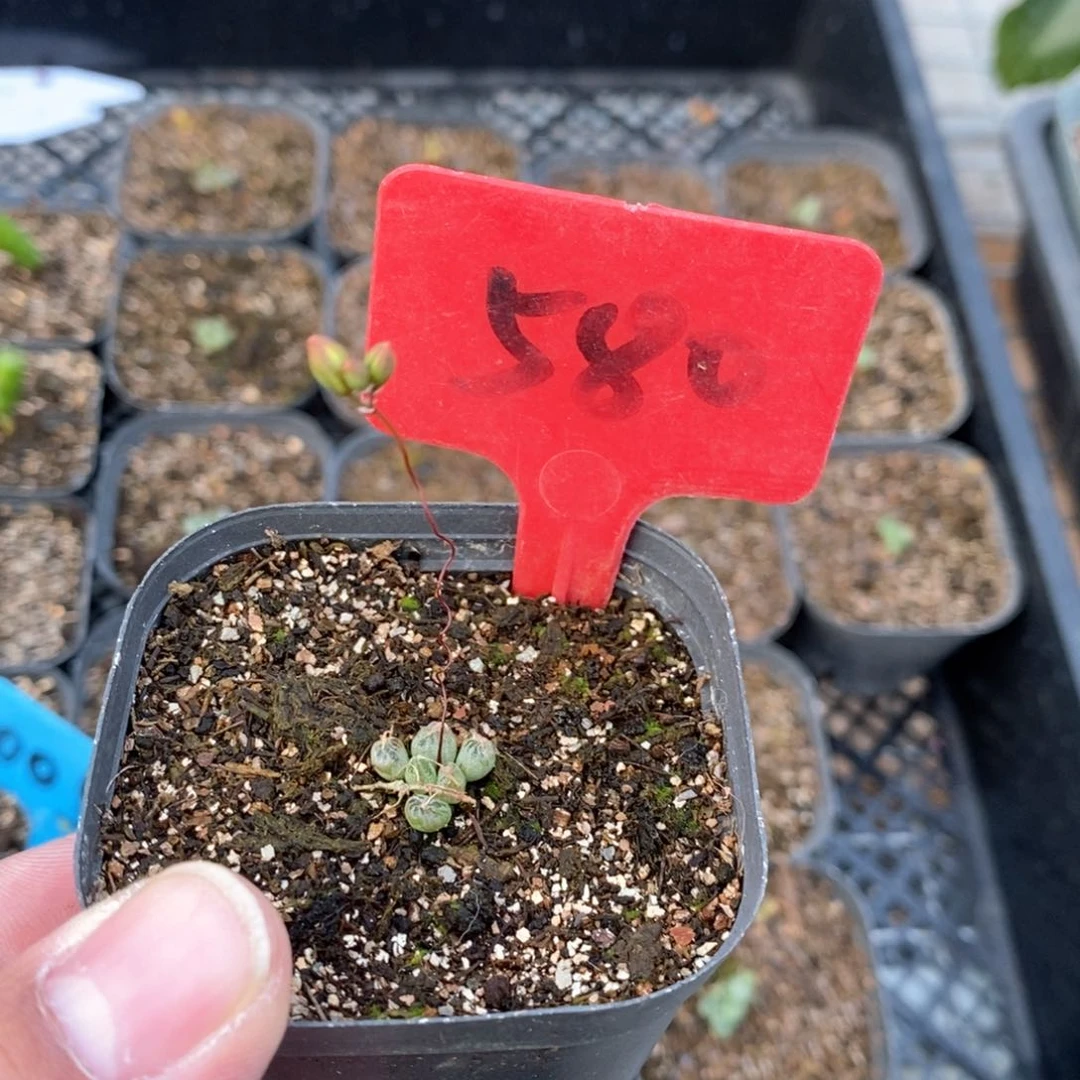 洛丽塔多肉植物一个