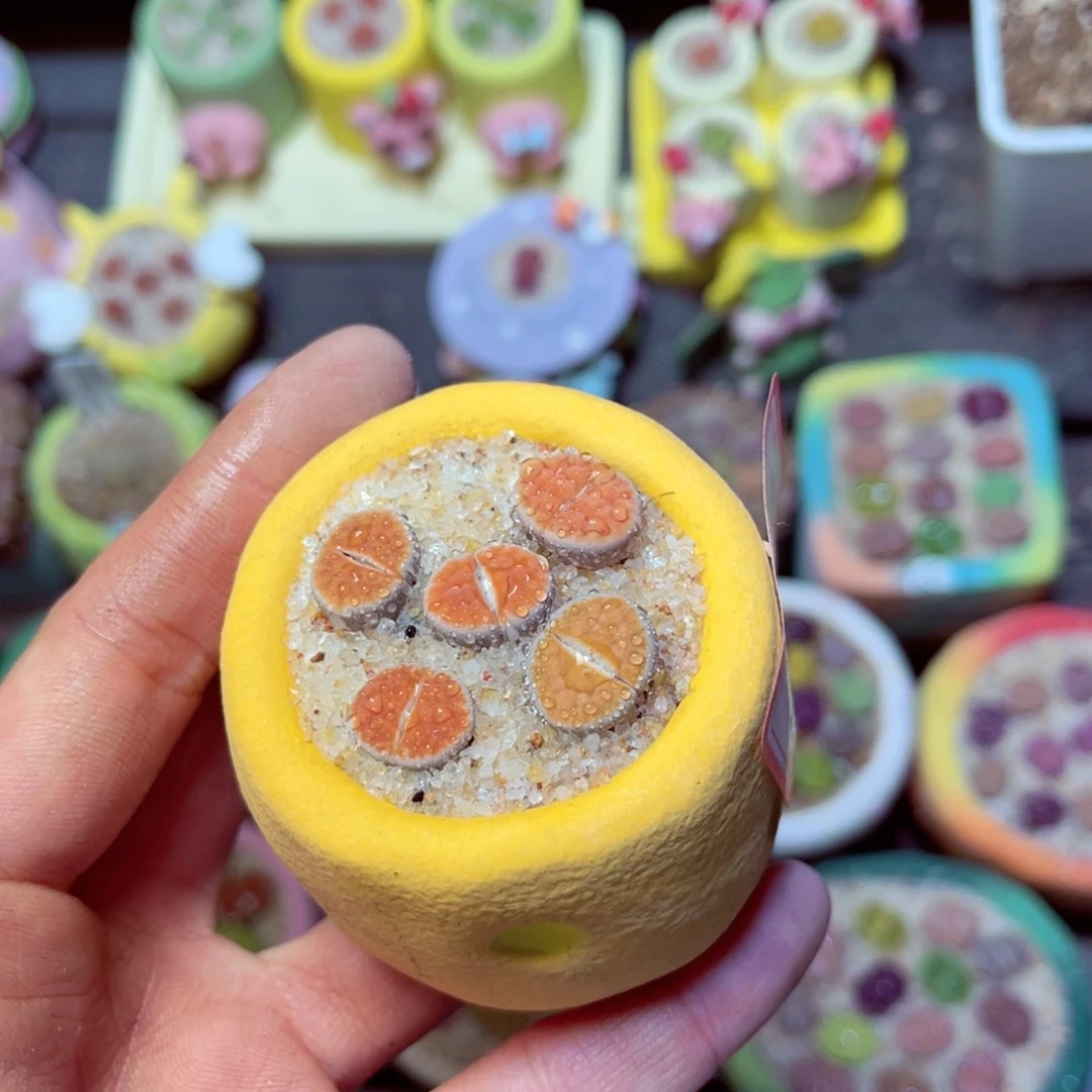 706生石花带盆发