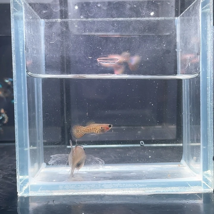 孔雀鱼黑金蕾丝球c1对