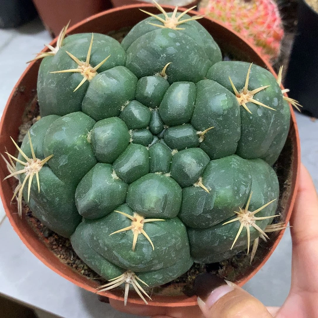 福利实生根龟甲海王11公分