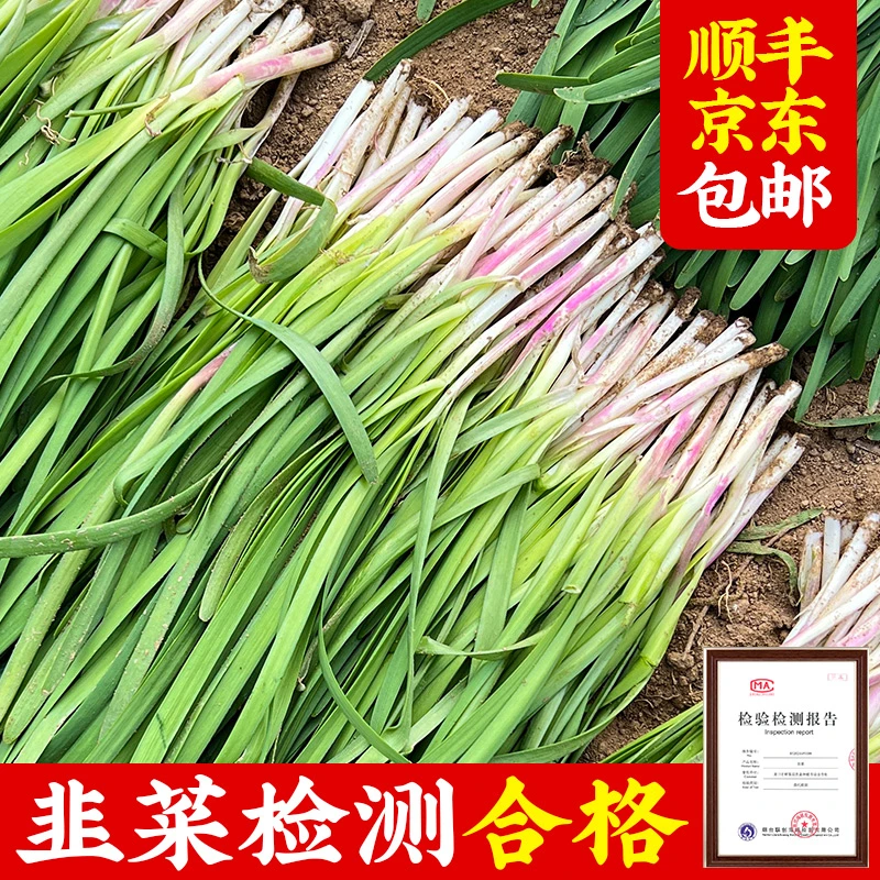 紫根头茬韭菜龙口红根烟台现割新鲜茴香宽叶韭菜农产品检测合格