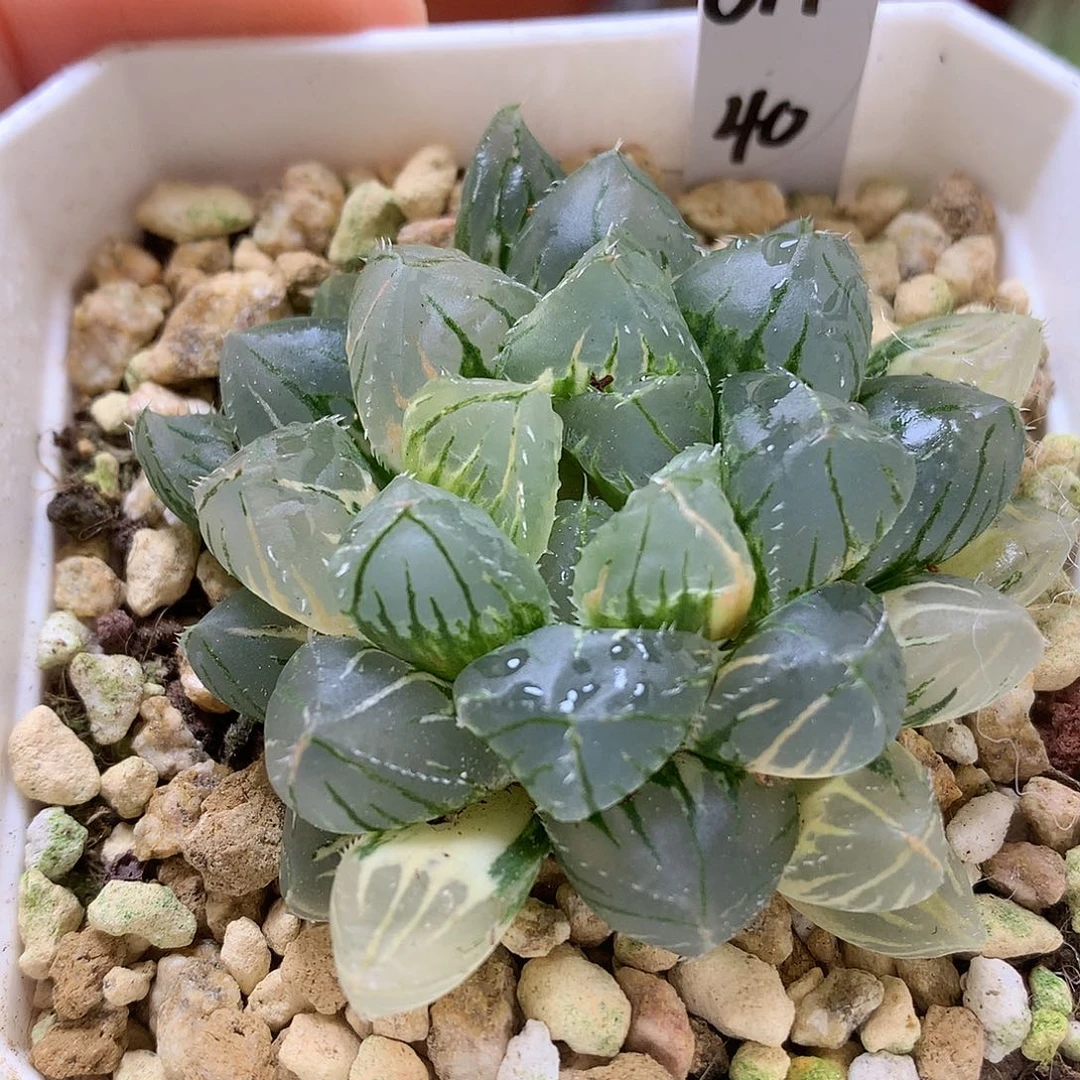 Oh玉露锦带盆土发货