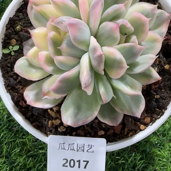 2017草莓蛋糕多肉植物的