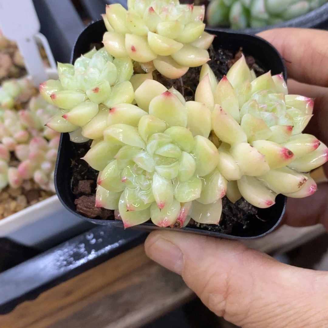 精品多肉一物一拍不包整435