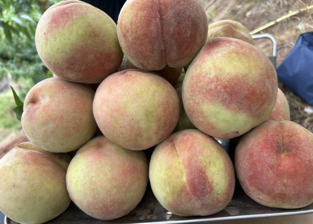 【湖南芷江】芷江晓坪高山水蜜桃脆甜可口