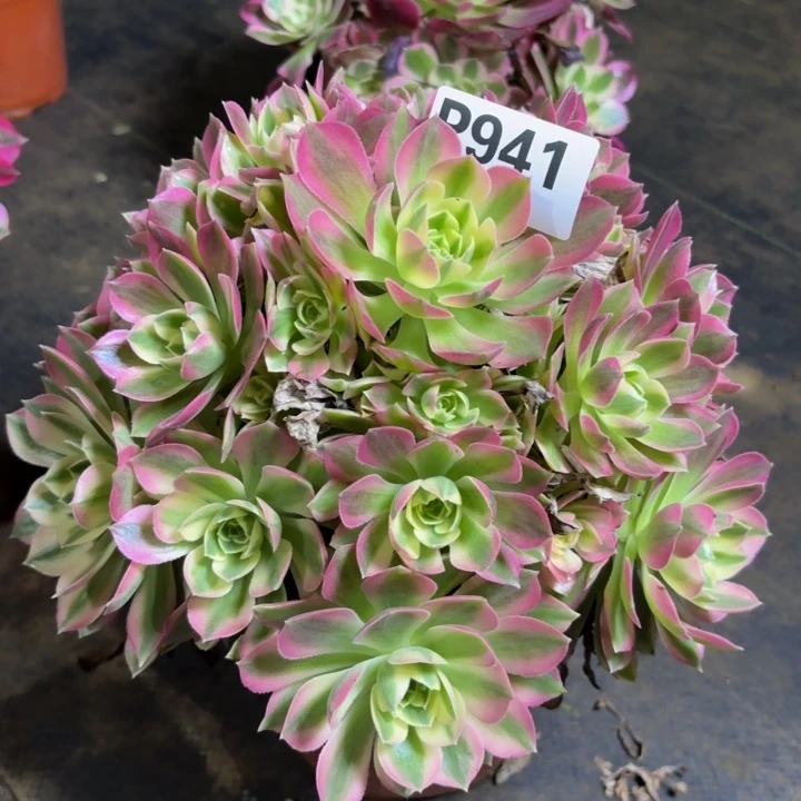 瑞妈，，。。。。941粉水晶，