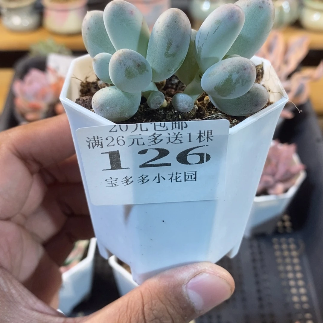 双头米可奶酪一物一拍满20包邮满26送一颗精品多肉