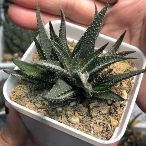 银鹤锦带盆发货哈哈哈哈