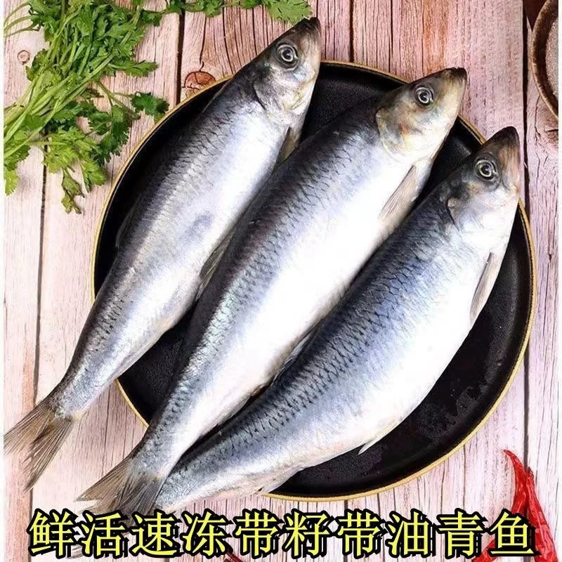 大连大青鱼野生船冻青鱼顺丰包邮