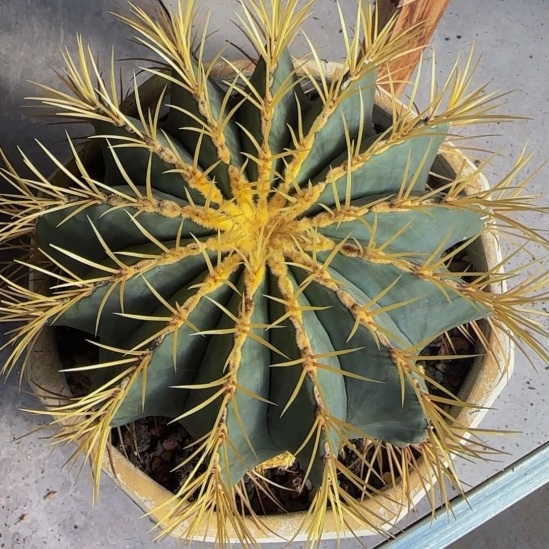 风***头5304蓝肌王冠龙大福利