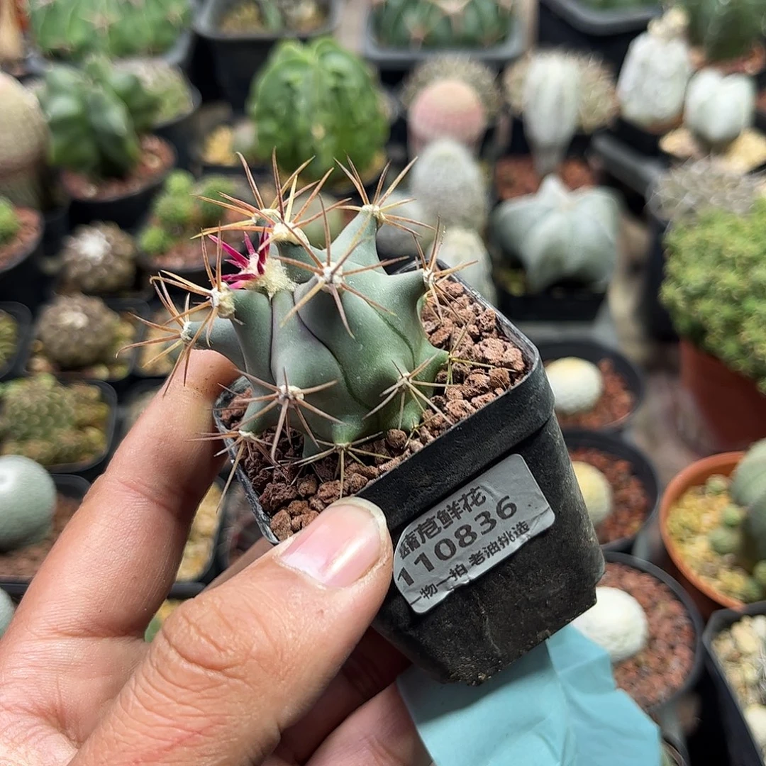 110836一物一拍单头