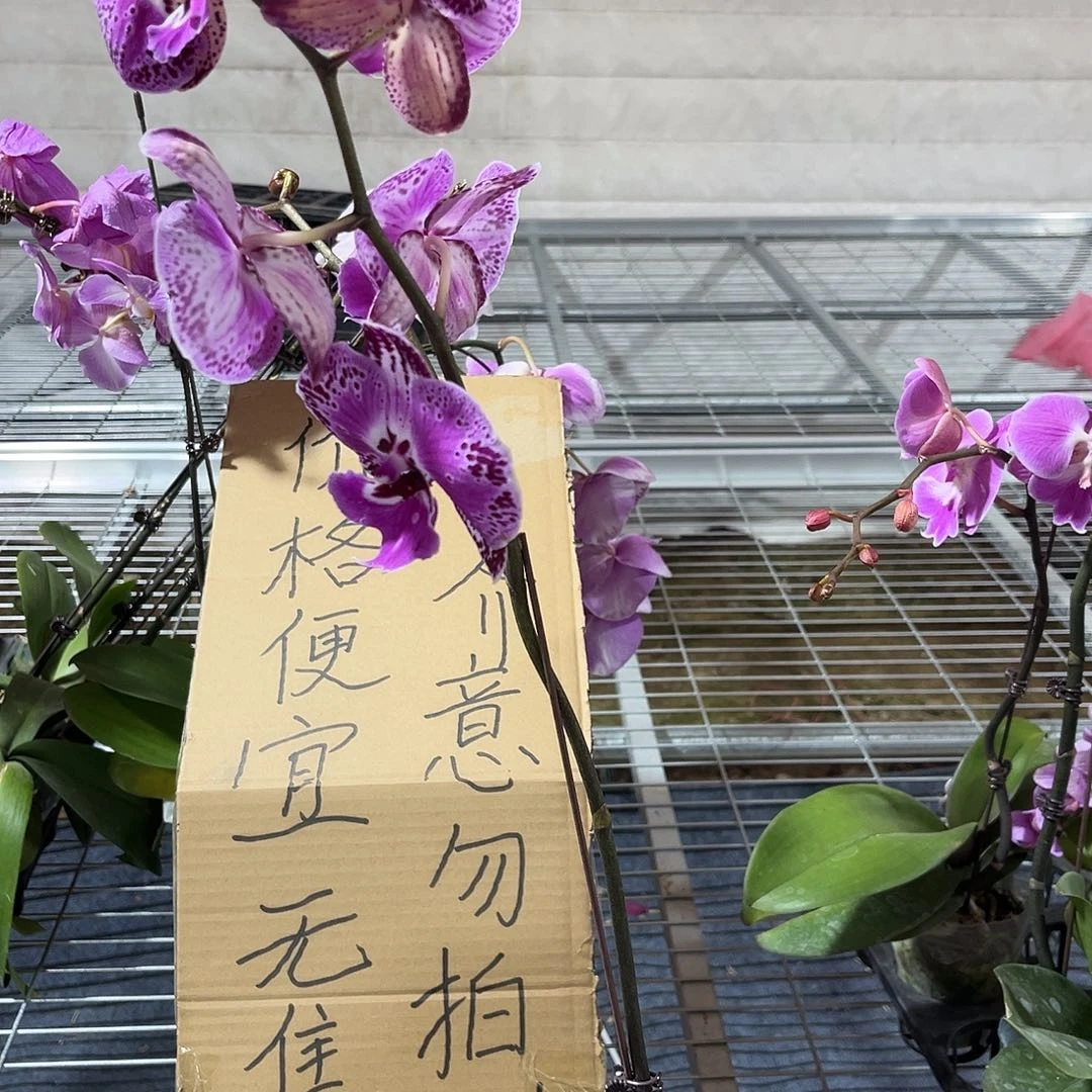 ﹏***╮完全开放蝴蝶兰1个 不售后