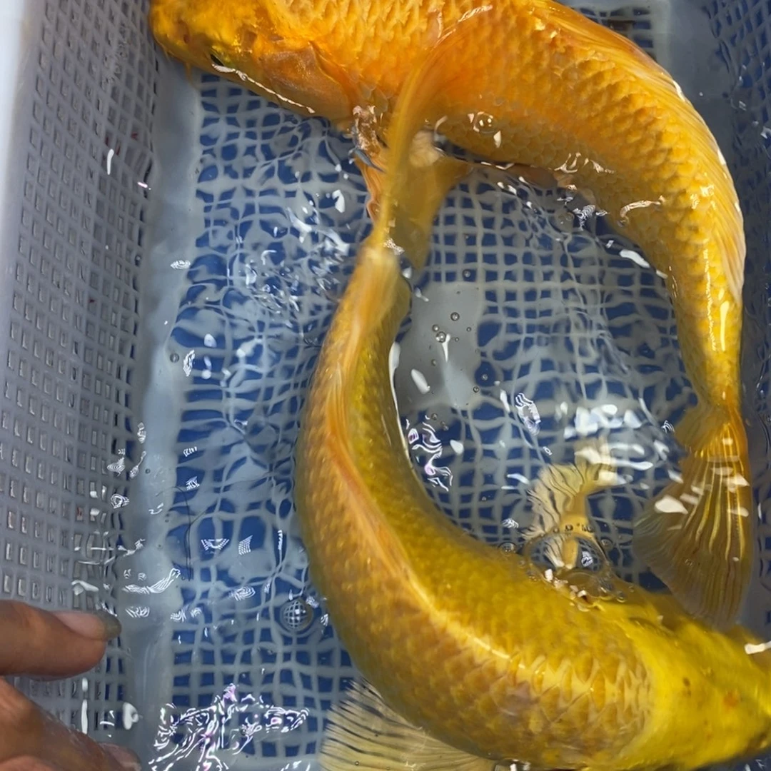 锦鲤冷水锦鲤包邮