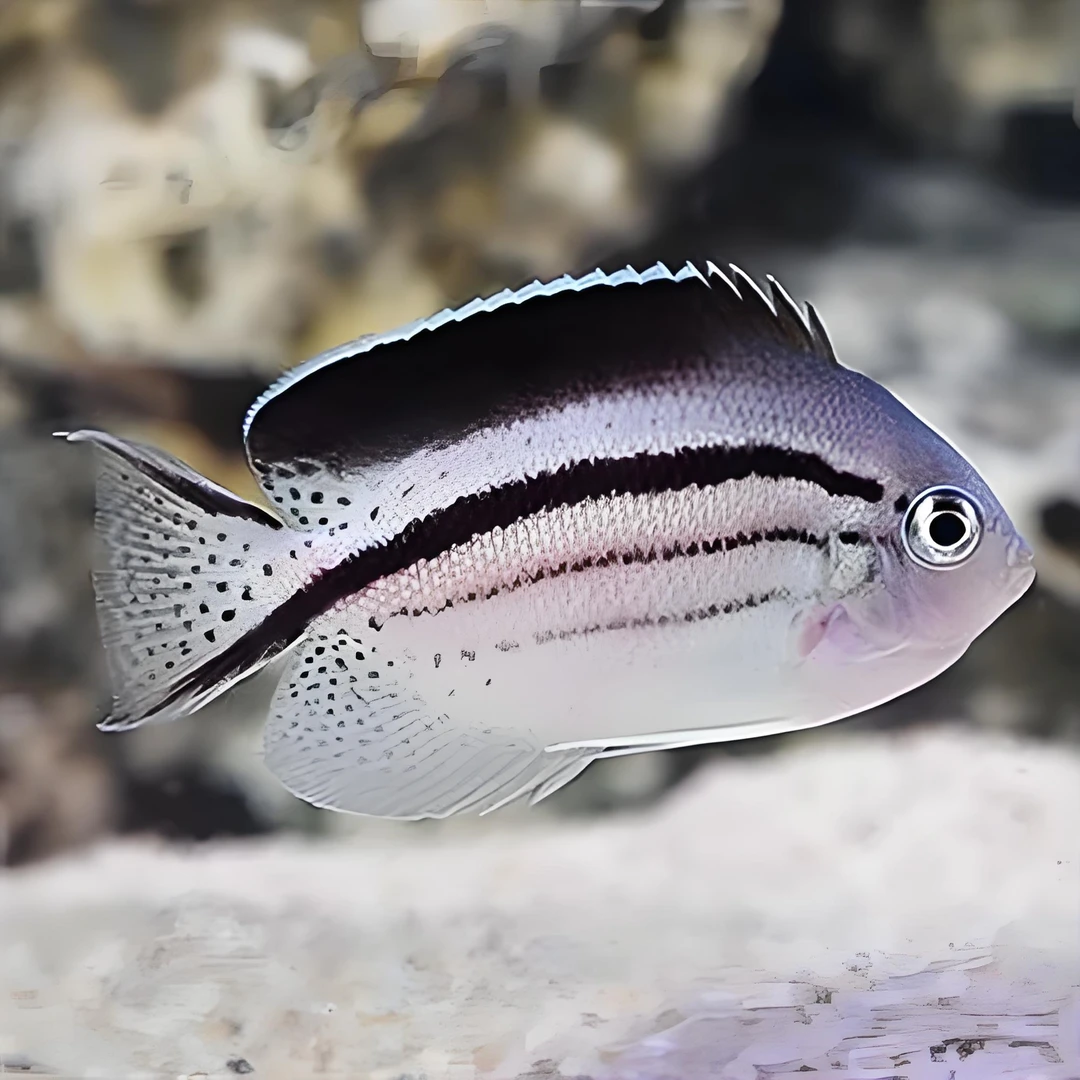 海水观赏鱼拉马克