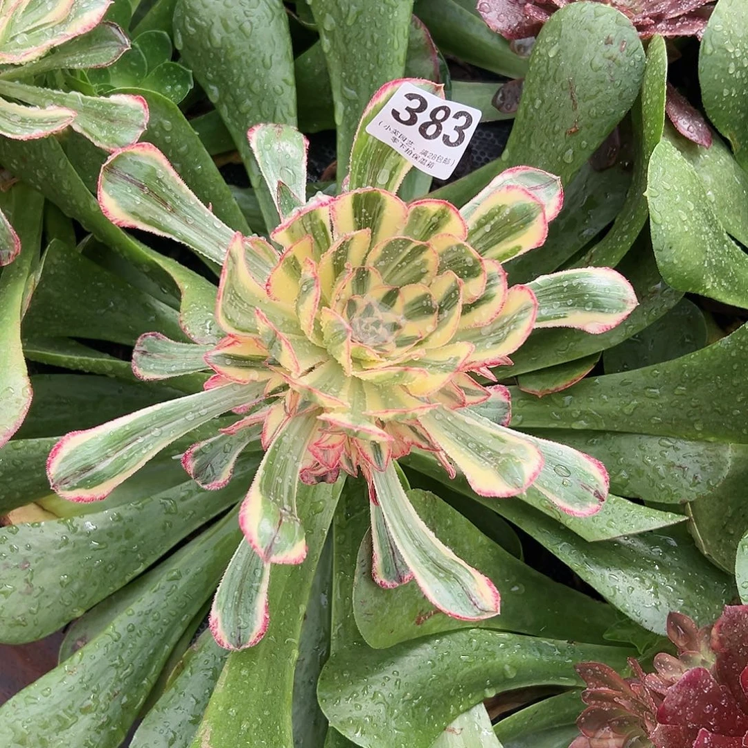 嫁接的拉丝锦、完美两层头383