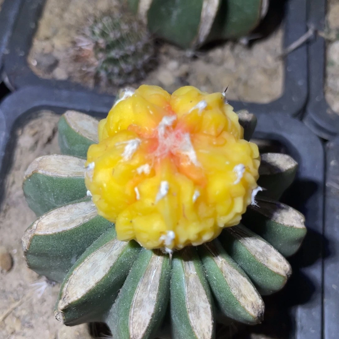全部花朵无棱核桃锦 仙人球
