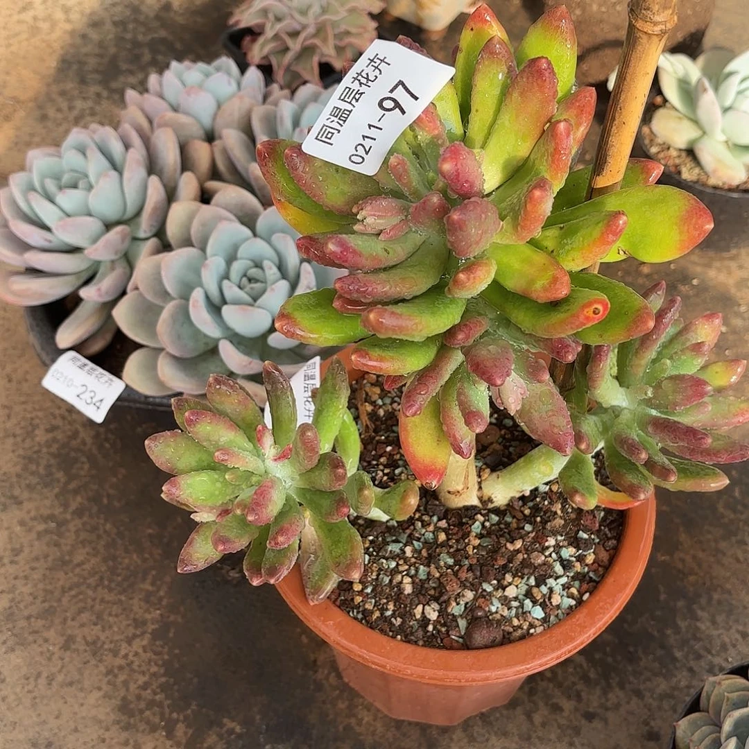 云*晚同温层多肉97金蝉