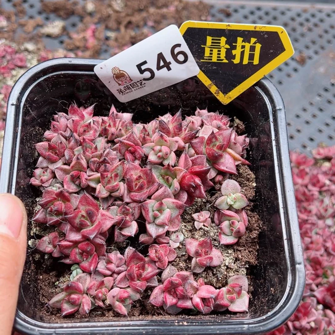 多肉植物多肉植物