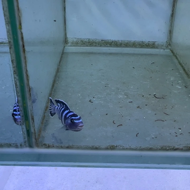 海水鱼三湖慈鲷，热带淡水鱼