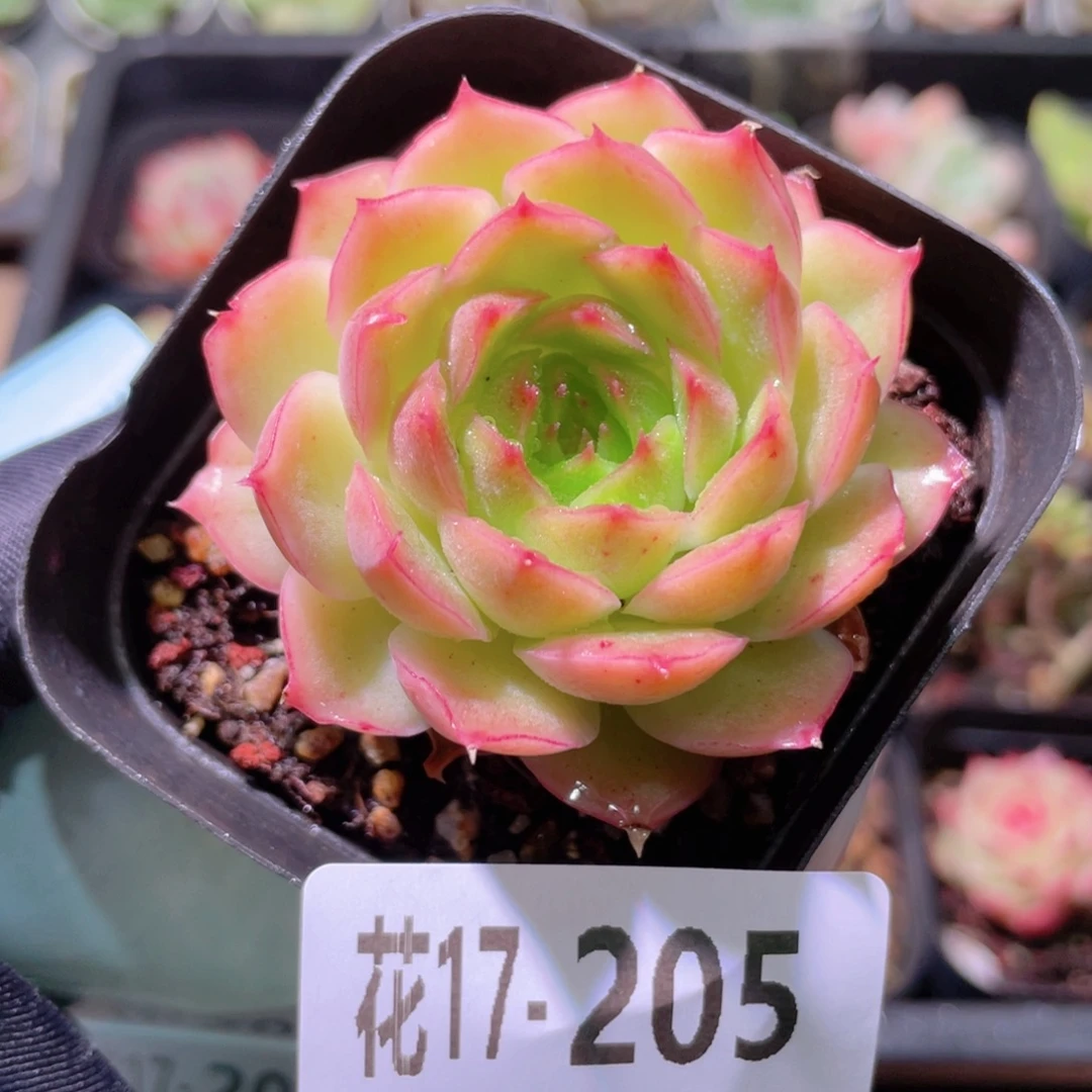 花利美17-205云梦仙子