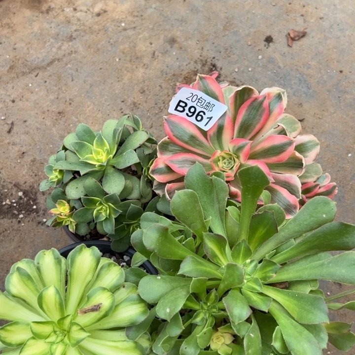 多肉植物961种植物