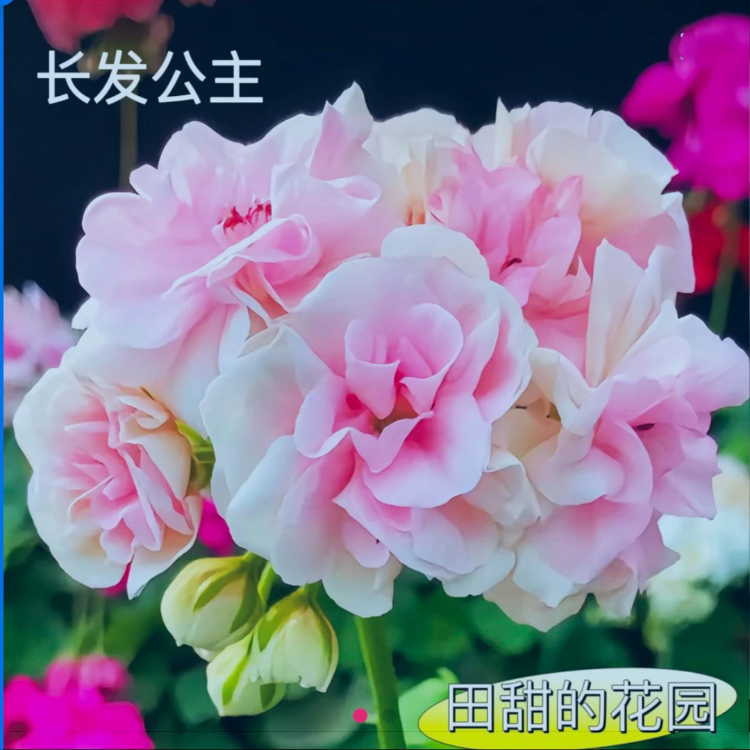 天竺葵花卉【长发公主】