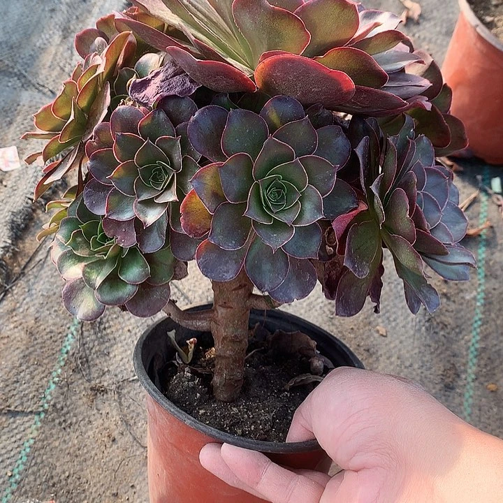 613魅金玫瑰多肉植物