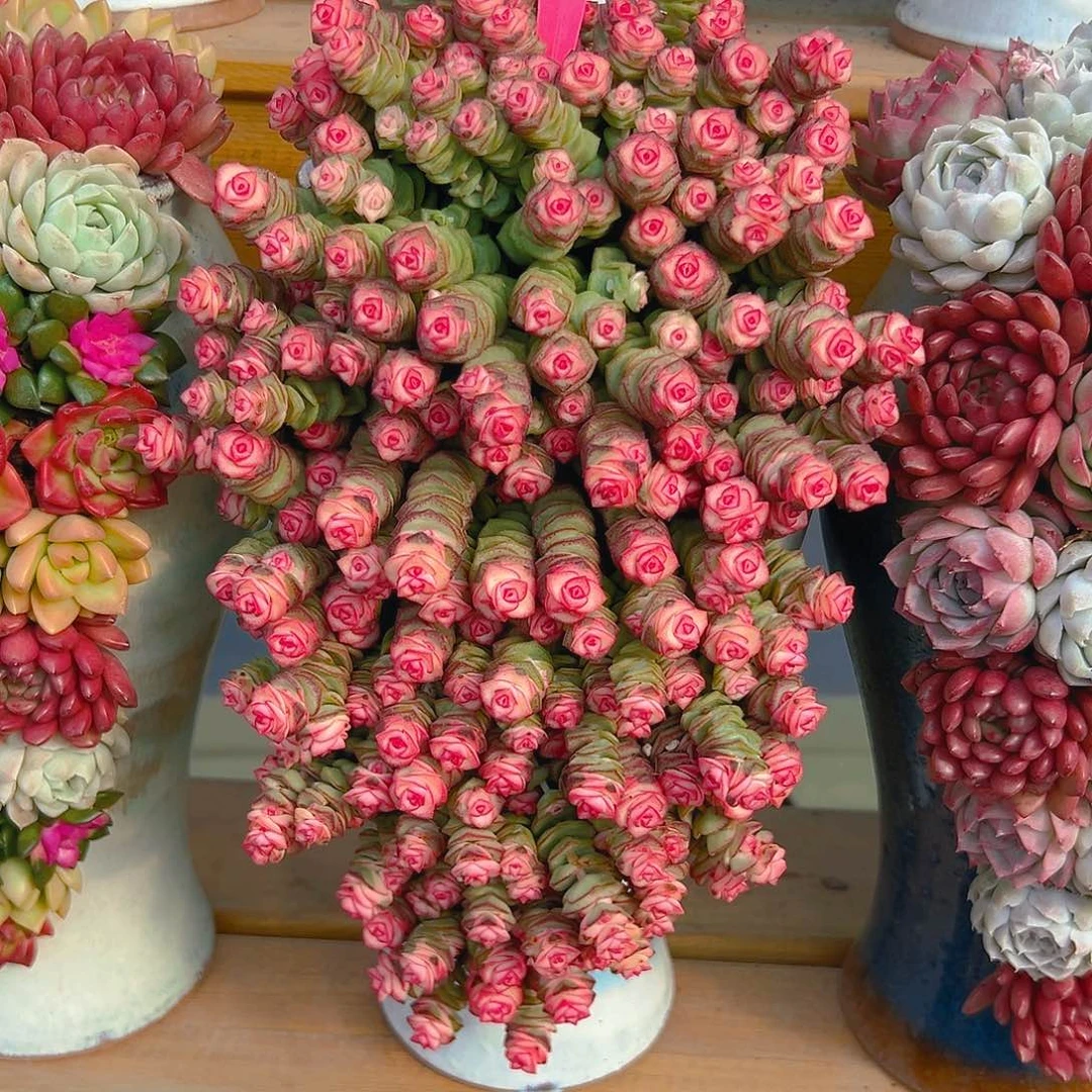 004钱串多肉组合花园