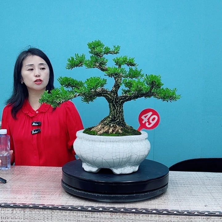 无花朵广东雀舌黄杨盆景