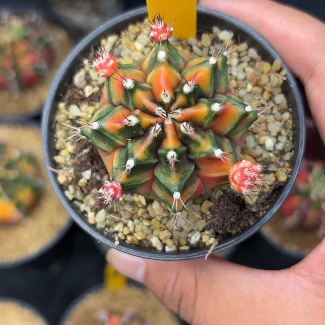 102-1225泰国发货多肉